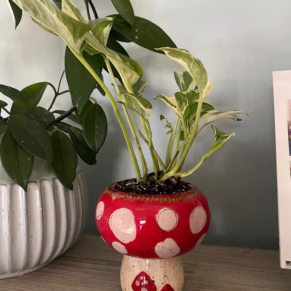 Meet your Posher, Colleen